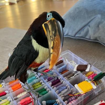   Chestnut-eared aracari - Dubai Birds