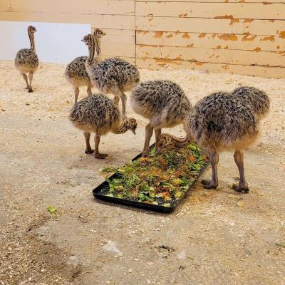  Ostrich chicks And eggs   