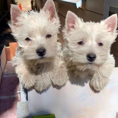   West Highland Terrier Puppies   