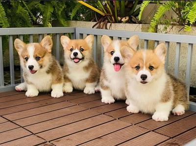   Pembroke Welsh Corgi Puppies   