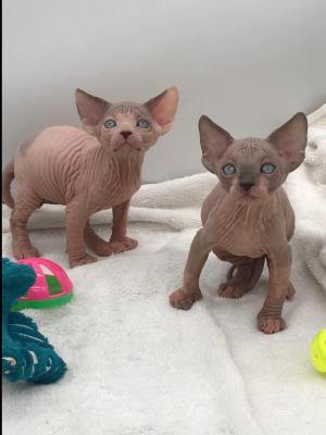  Sphynx Kittens   