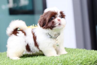  Shih Tzu Puppies   