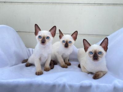   Siamese Kittens Ready  