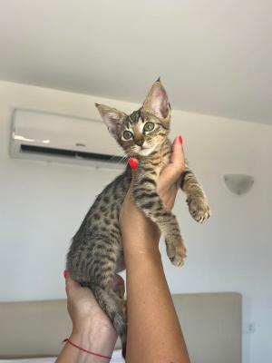  savannah kittens for re-homing  