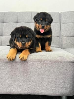  Rottweiler Puppies Available   