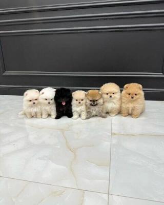   Teacup Pomeranian Puppies   