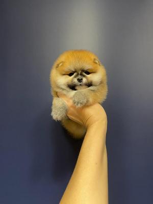   Teacup Pomeranian Puppies    - Berlin Dogs, Puppies