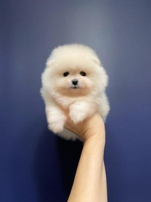   Teacup Pomeranian Puppies    - Berlin Dogs, Puppies