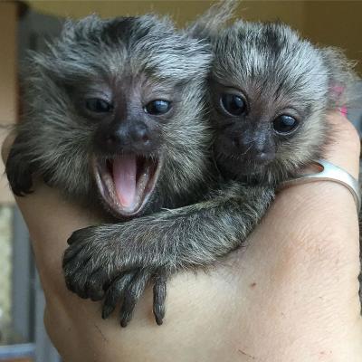  Marmoset Monkey for Adoption