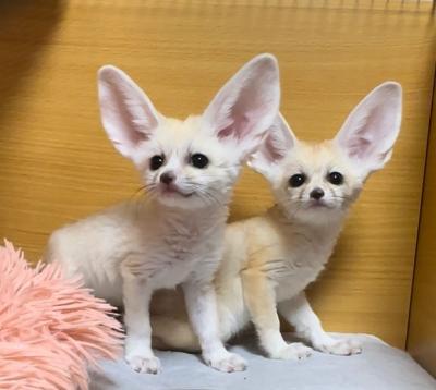  Registered Fennec Foxes  