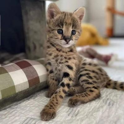  Serval Kittens for adoption  