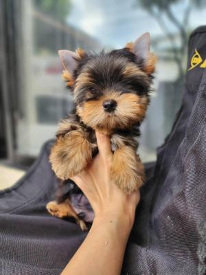  Teacup Yorkie Puppies   