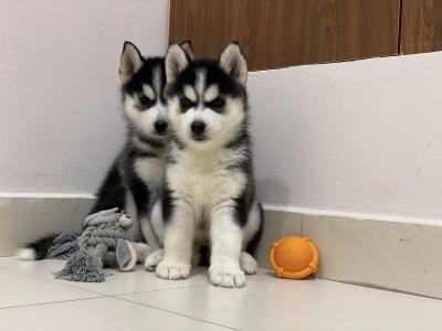  Siberian husky puppies available   