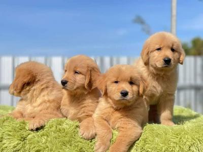  Golden Retriever Puppies   