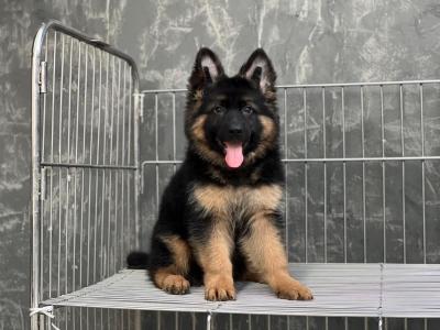  German Shepherd Puppies   