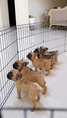  French Bulldog Puppies    - Berlin Dogs, Puppies