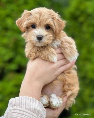  Maltipoo Puppies   