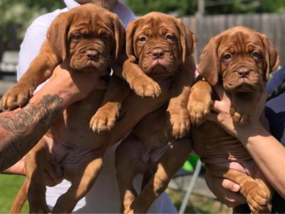   Dogue De Bordeaux Puppies ( French Mastiff )  