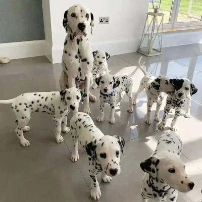   dalmatian puppies now ready for a new home