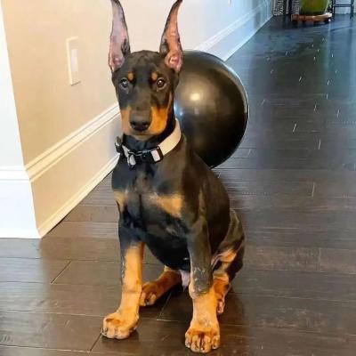  Doberman Pinscher Puppies Available   