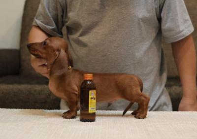  Dachshund puppies   