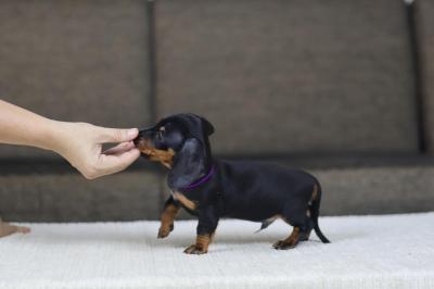  Dachshund puppies    - Berlin Dogs, Puppies