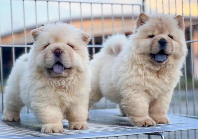    chow chow puppies   