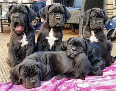   Cane Corso puppies 