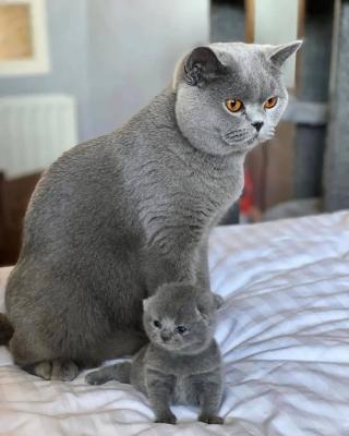   british shorthair kittens   