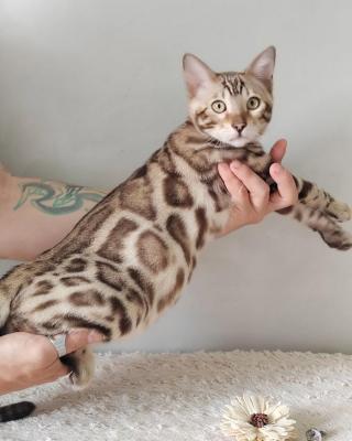  Bengal Kittens 