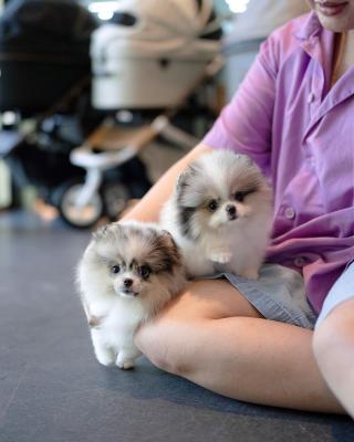   Pomsky Puppies Available