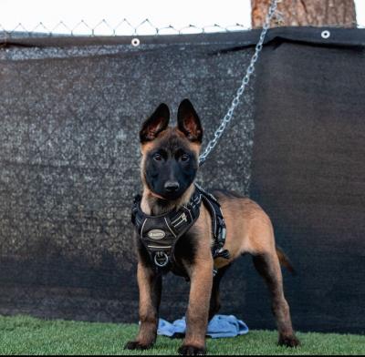  Belgian malinois puppies for adoption.   