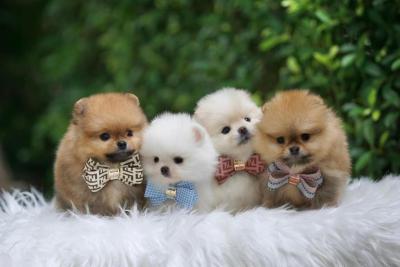   Teacup Pomeranian Puppies Available 