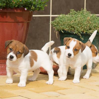 Jack Russell Terrier Puppies