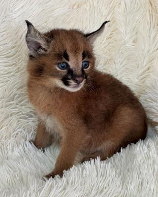   Caracal Kittens   