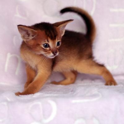    Abyssinian Kittens Ready 