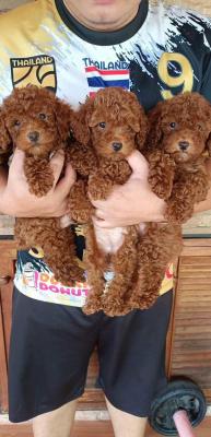    Poodle puppies here   