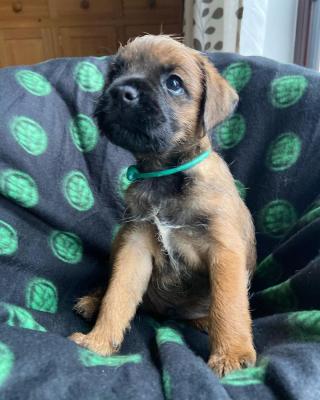  Male And Female Border terrier Available