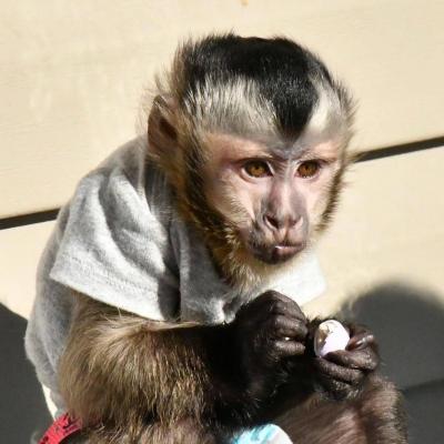    CAPUCHIN MONKEY FOR ADOPTION 