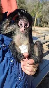  Spider Monkeys Available  