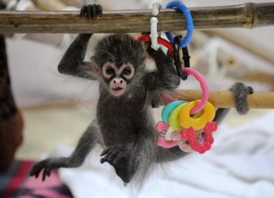  Spider Monkeys Available   - Berlin Other