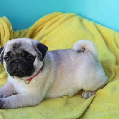  Pug Puppies    - Kuala Lumpur Dogs, Puppies
