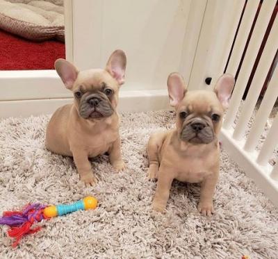  French Bulldog Puppies    - Kuala Lumpur Dogs, Puppies