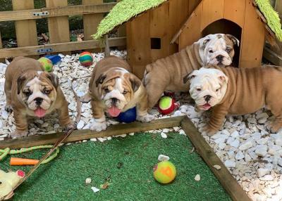  English Bulldog Puppies    - Kuala Lumpur Dogs, Puppies