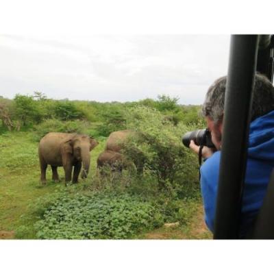 Wildlife Safari in Tanzania   - Other Other