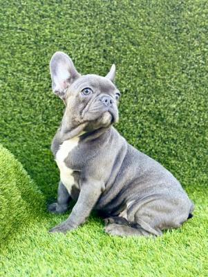 French Bulldog - Vienna Dogs, Puppies