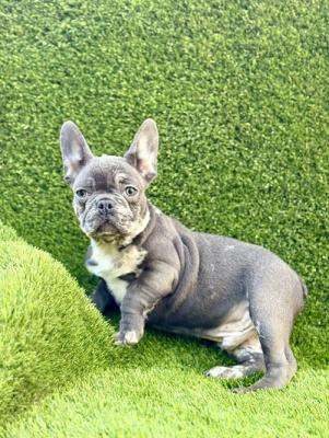 French Bulldog - Vienna Dogs, Puppies