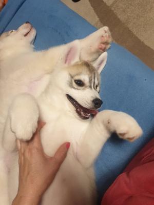 Siberian husky puppy  - Innsbruk Dogs, Puppies
