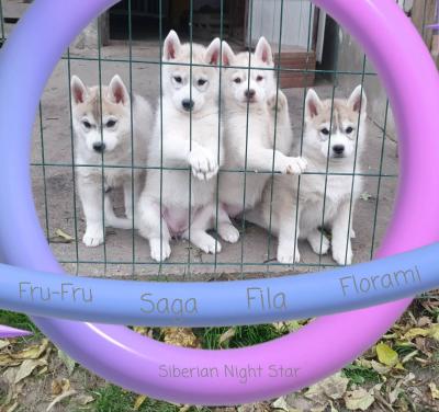 Siberian husky puppy  - Innsbruk Dogs, Puppies