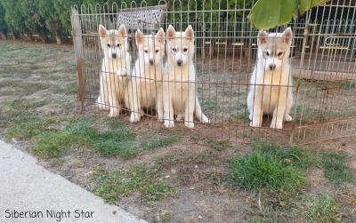 Siberian husky puppy  - Innsbruk Dogs, Puppies